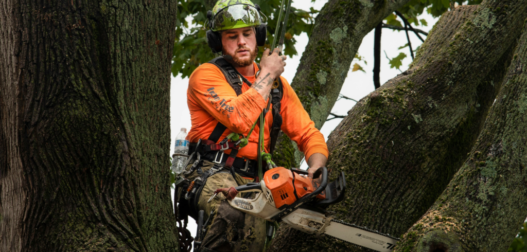 Tree Surgeon Chester | What Tree Surgeons Do & Expert Tree Care