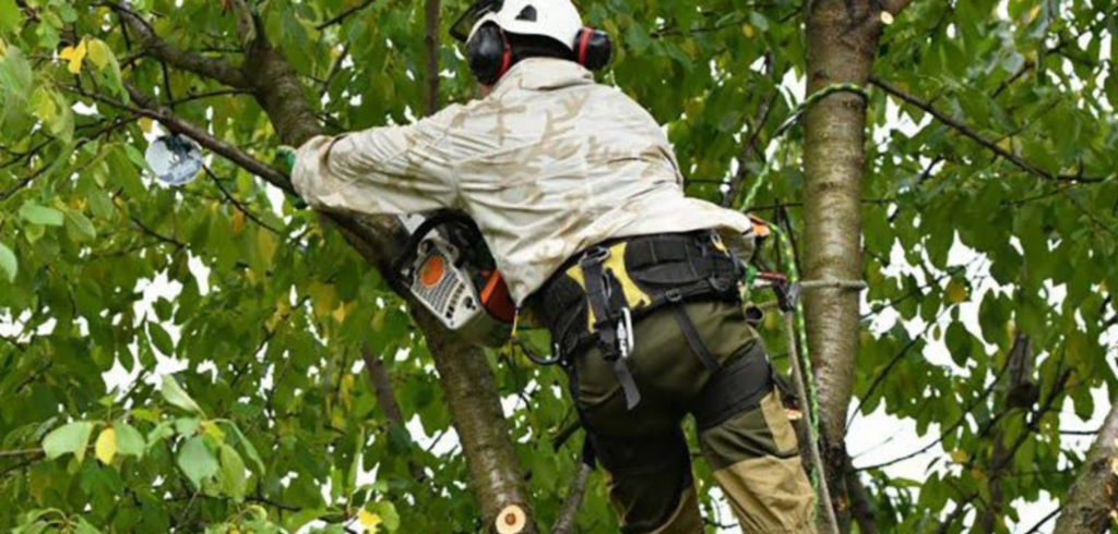 Different Types of Tree Pruning: A Complete Guide