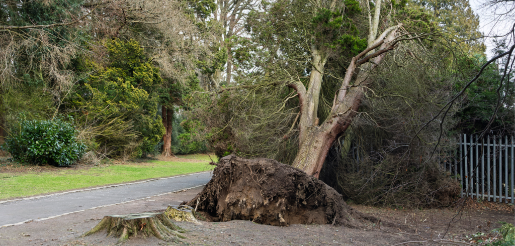 Fallen Trees: Who Is Responsible?
