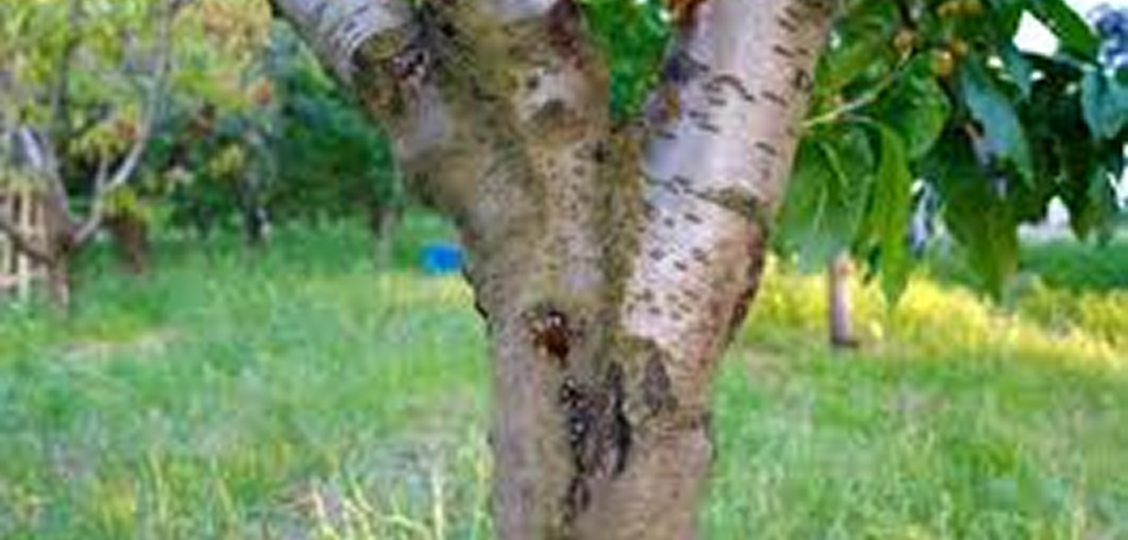 Common Tree Diseases and Pests in the UK: Expert Guide to Tree Surgery in Chester