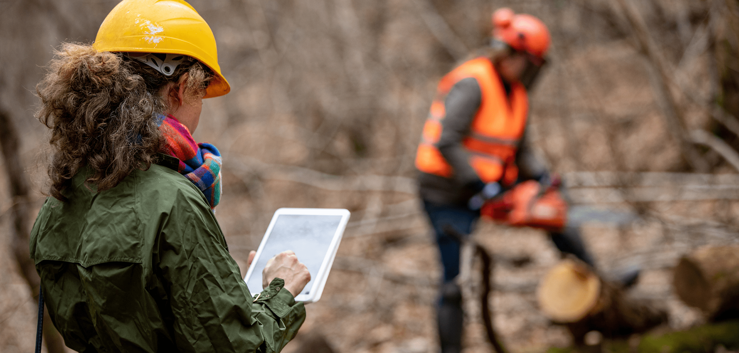 Understanding BS5837 Tree Surveys in Chester