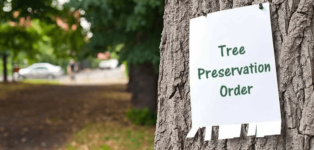 Tree Preservation Orders in Chester: What You Really Need to Know Before Touching a Tree