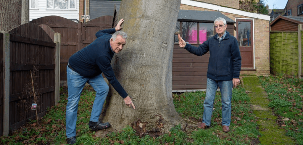 Signs Your Tree Needs Immediate Attention in Chester and Nearby Areas