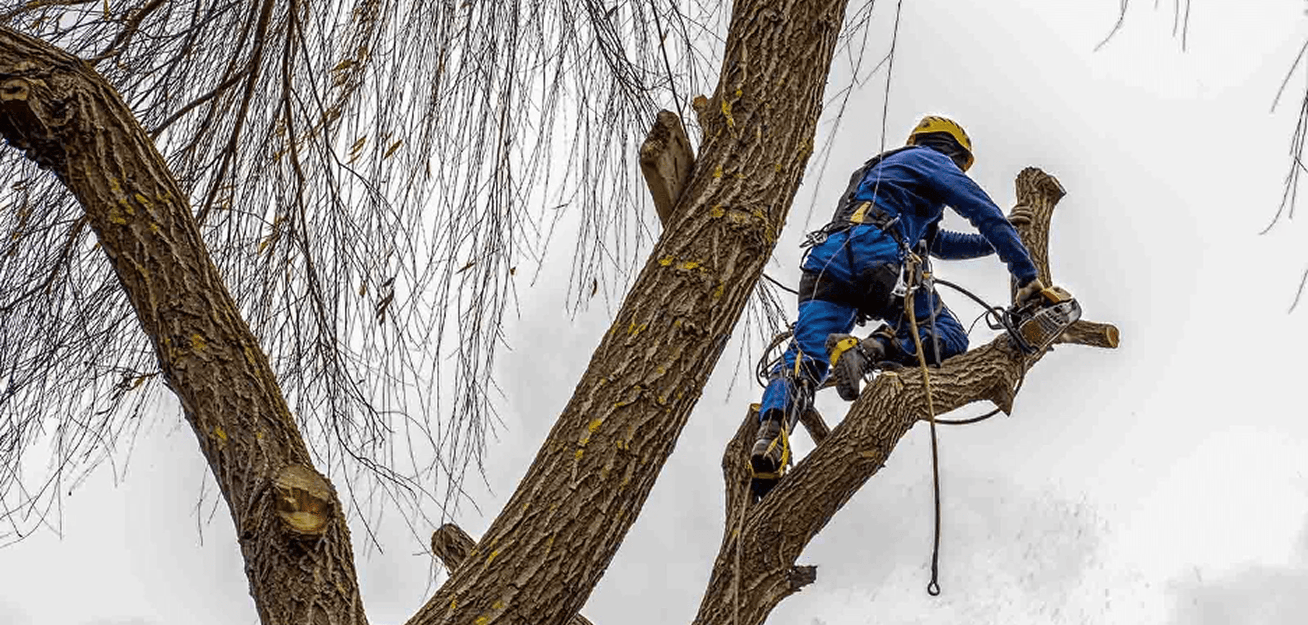 Winter Tree Surgery in Chester: Why Tree Care Doesn’t Stop in Cold Weather