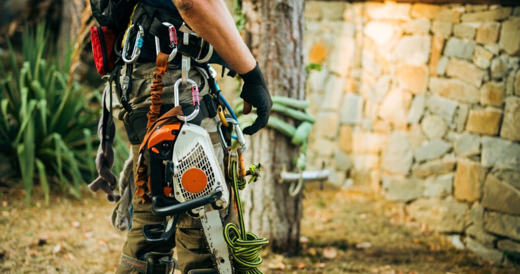A Complete Guide to British Tree Species and Professional Tree Care in the Chester and surrounding areas