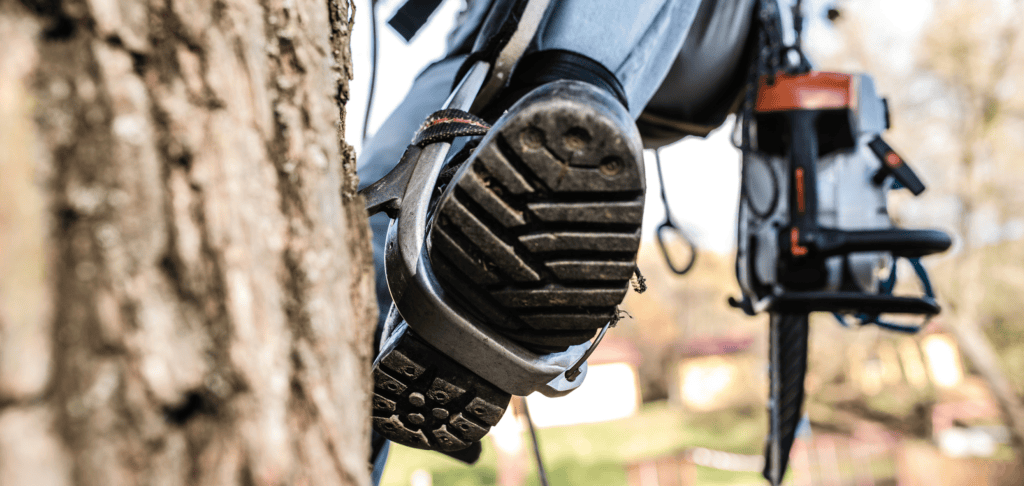 8 Warning Signs Your Tree Is Dying or Dangerous (And When to Call a Chester Tree Surgeon)