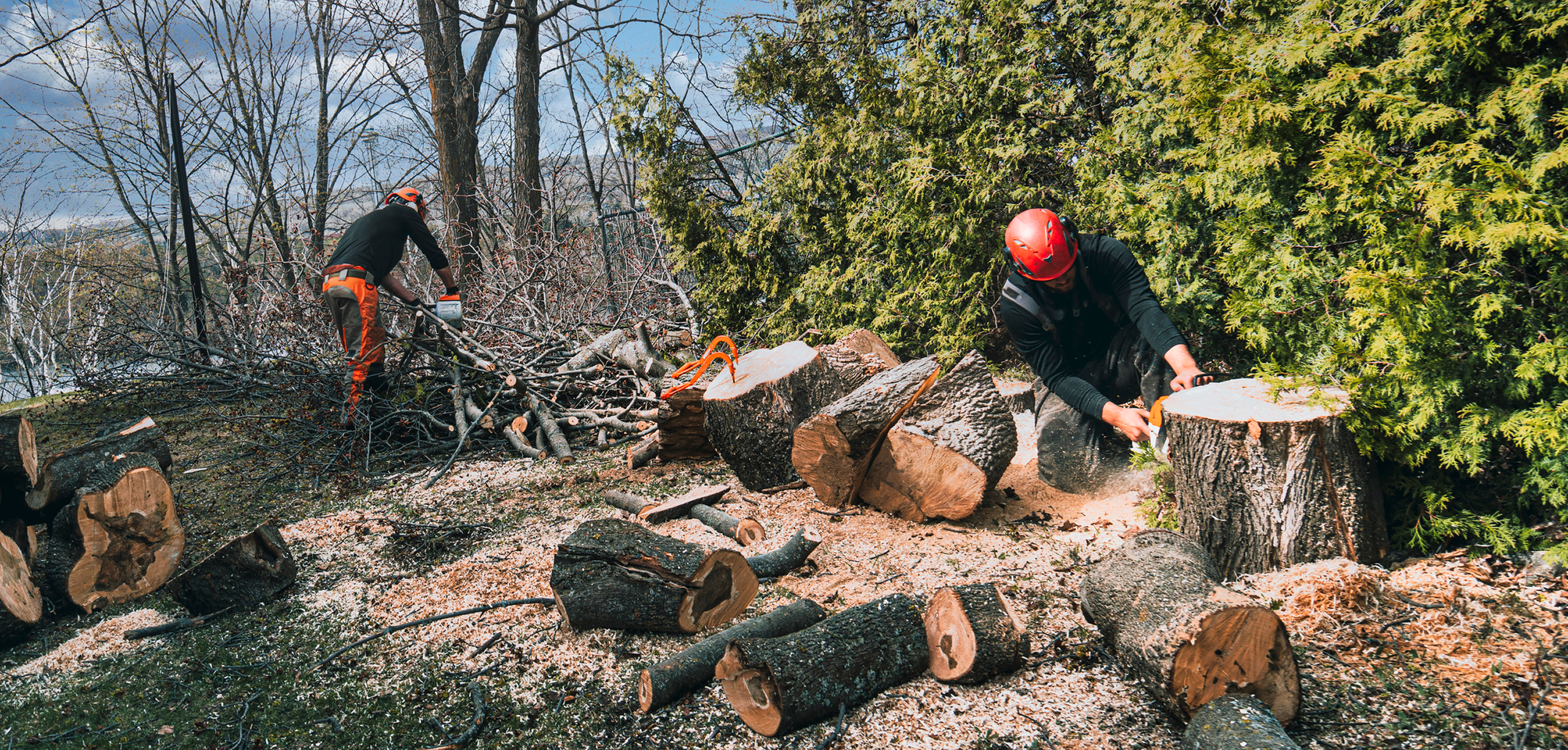 What to Do When a Tree Falls in Chester: Your Emergency Tree Surgeon Guide