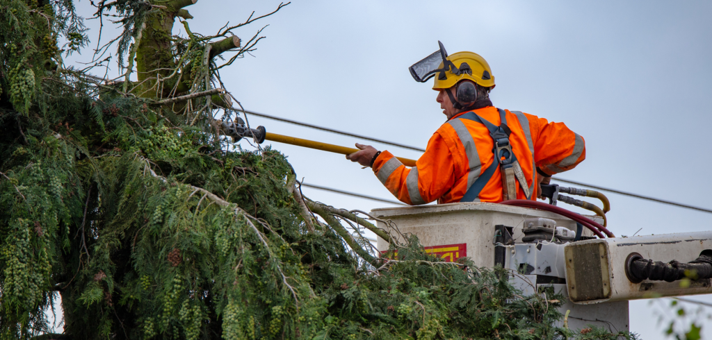 Hedge Trimming in Chester: The Right Time of Year (and the Law You Need to Know)