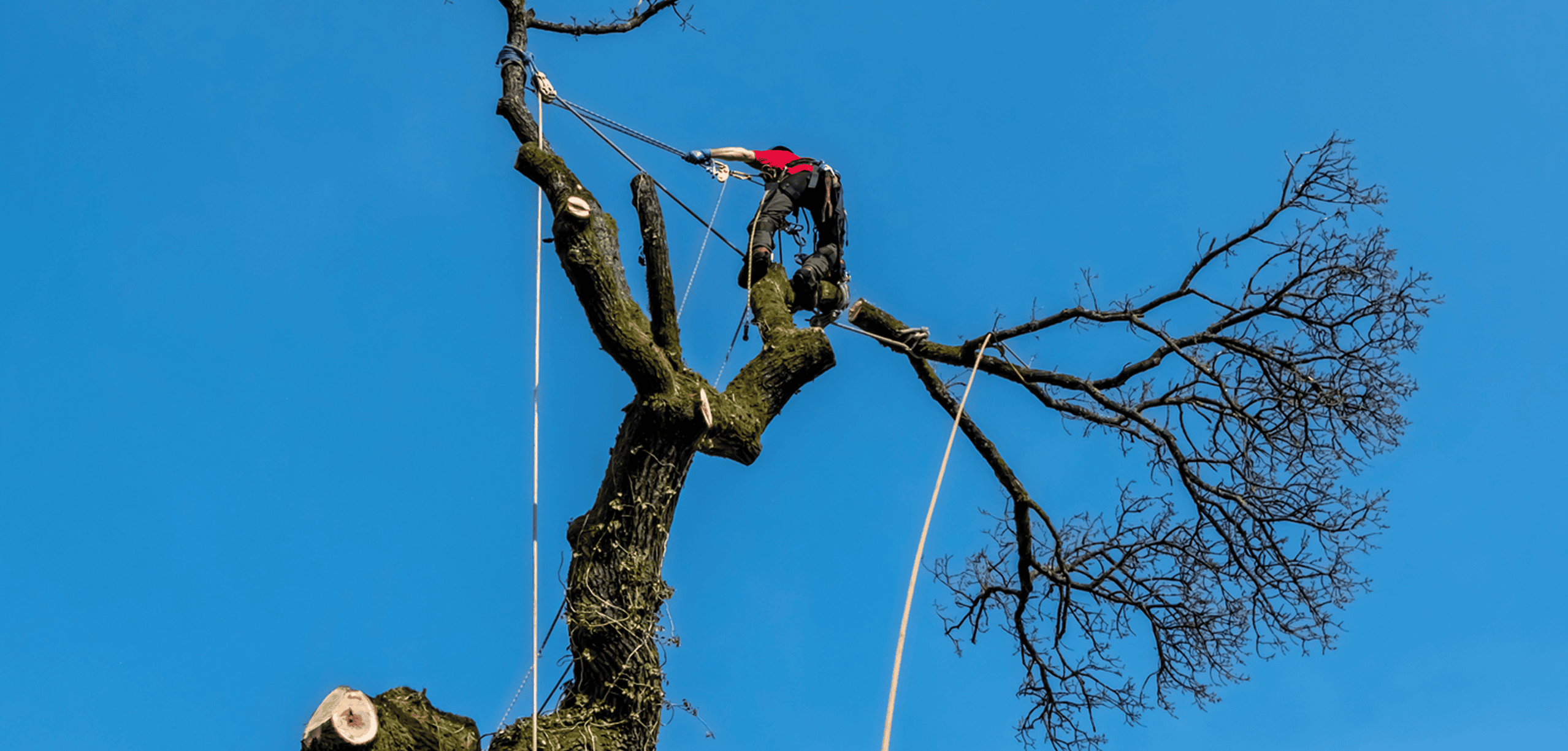 How to Choose a Tree Surgeon in Chester: 9 Questions to Ask Before You Hire