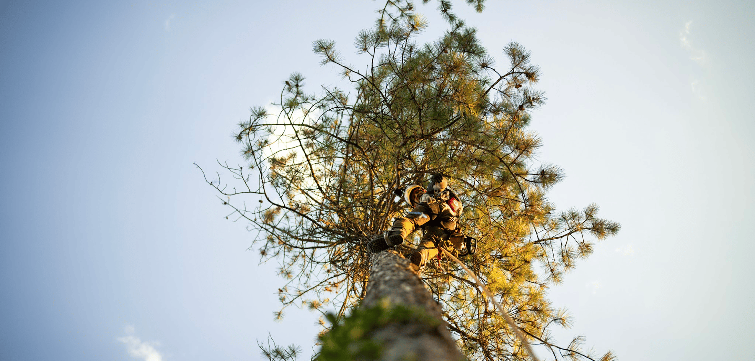 Autumn Tree Care Checklist for Chester Gardens: Get Ready for Winter Storms