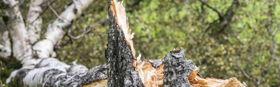 A damaged tree in a Scottish public park after extreme wind brought it down