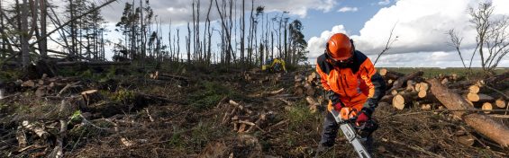Full shot of a male farmer chainsawing down a tree that was damaged from storm Arwen in 2021. The farmer is clearing up the trees that have been blown over. It's a bright sunny day with a blue sky.